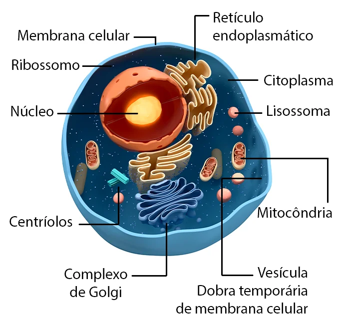 Componentes da Célula