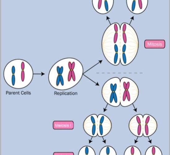 Divisão Celular: tudo sobre o ciclo celular