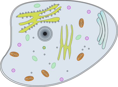 Membrana celular, citoplasma e processos energéticos