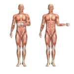 Sistema muscular: tipos e funções dos músculos