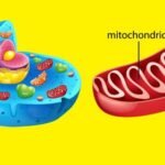Mitocôndrias: características e função