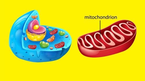 Mitocôndrias: características e função