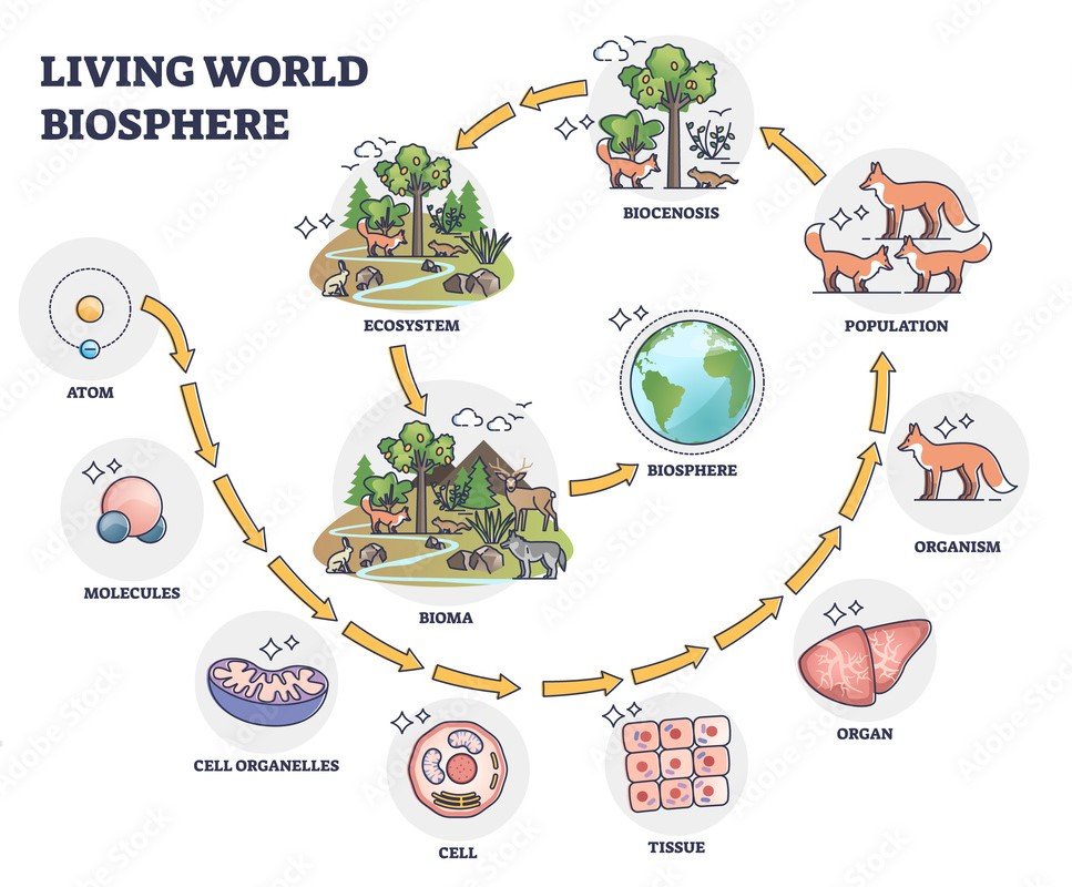 Biosfera: o que é, características e estudo