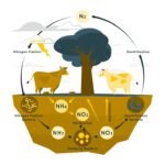 Ciclo do Nitrogênio: O que é, Etapas e Resumo