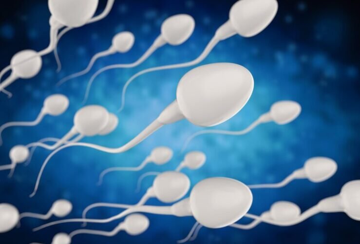 Espermatogênese e Ovogênese: Um Estudo Detalhado