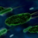Reino Monera: Bactérias e Cianobactérias