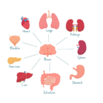 Sistema Endócrino: Função, Principais Glândulas e Resumo