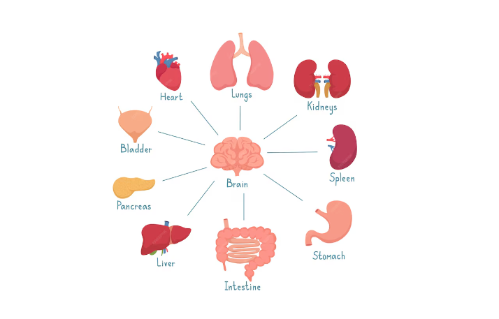 Sistema Endócrino: Função, Principais Glândulas e Resumo
