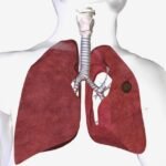 Sistema respiratório: como funciona, órgãos e importância