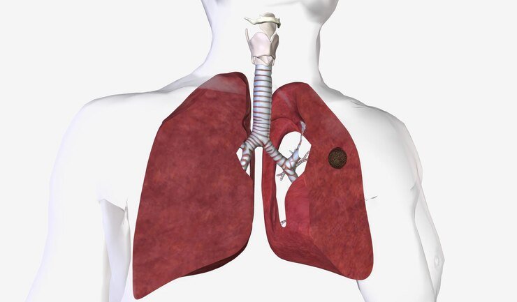 Sistema respiratório: como funciona, órgãos e importância