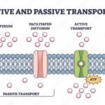 Transporte Passivo – Difusão e Osmose