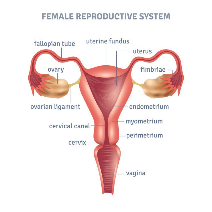 Anatomia do sistema reprodutor feminino
