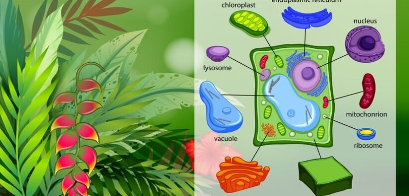 Biologia celular: o que estuda, estruturas e resumo