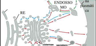 Complexo de Golgi e Secreção Celular