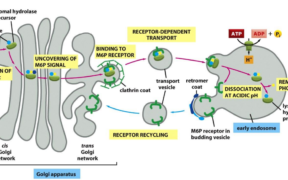 sistema endossomo – lisossomo e peroxissomo