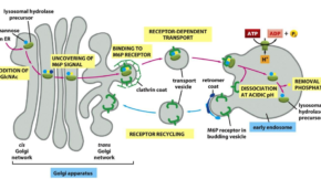 sistema endossomo – lisossomo e peroxissomo