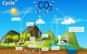 Ciclos Biogeoquímicos e Fluxo de Energia