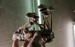 Reino Fungi: características e grupos