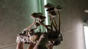 Reino Fungi: características e grupos