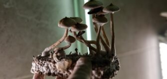 Reino Fungi: características e grupos