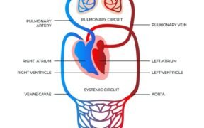 Sistema Circulatório: Níveis, Tipos e Função