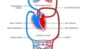 Sistema Circulatório: Níveis, Tipos e Função