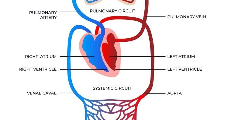 Sistema Circulatório: Níveis, Tipos e Função