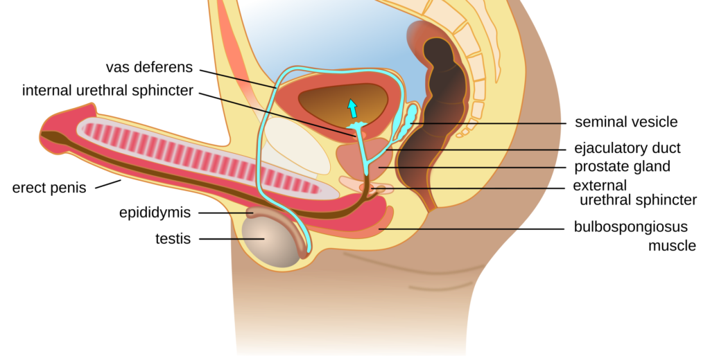 Uretra e Ejaculação