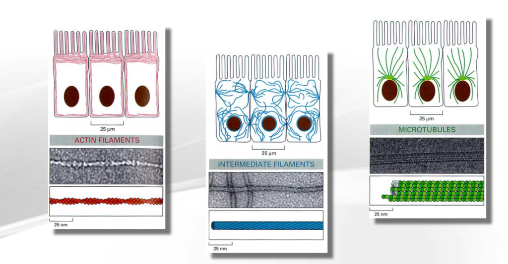 Componentes Principais do Citoesqueleto
