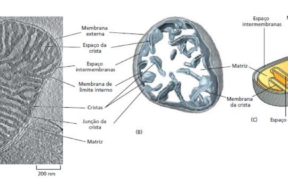 Mitocôndria: A Central de Energia da Célula