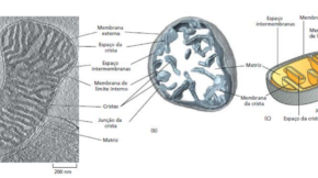 Mitocôndria: A Central de Energia da Célula